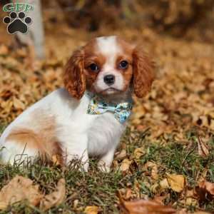 Hudson, Cavalier King Charles Spaniel Puppy